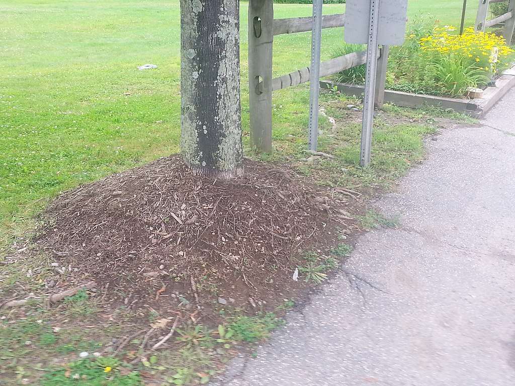Is Volcano Mulching Killing Your Trees? Learn How to Mulch Trees Correctly